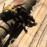 maury osbourne bee terrific iphone image