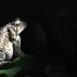 maury osbourne bullfrog on the porch iphone image